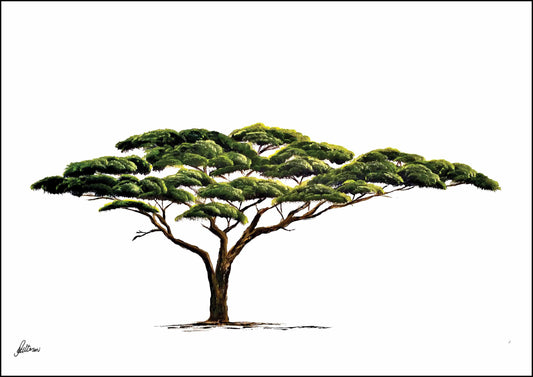 Limited Edition Print Wildlife in colour - Acacia Tree