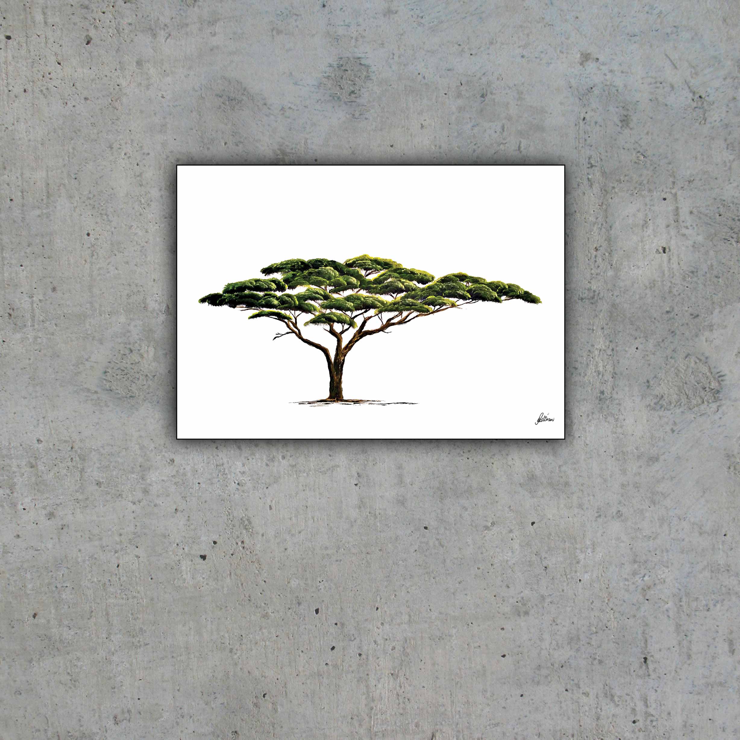 Limited Edition Print Wildlife in colour - Acacia Tree